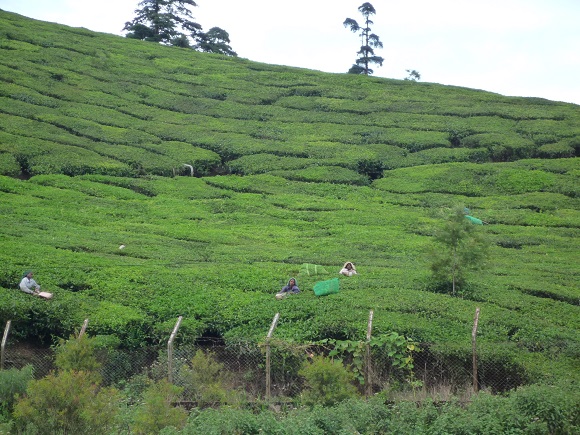 tea-plant.jpg